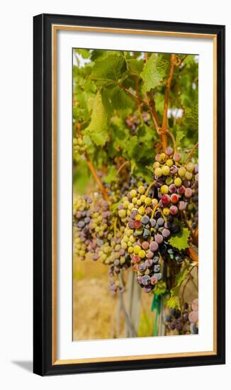 Washington State, Mattawa. Cabernet Franc Grapes-Richard Duval-Framed Photographic Print