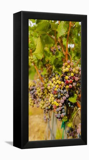 Washington State, Mattawa. Cabernet Franc Grapes-Richard Duval-Framed Premier Image Canvas