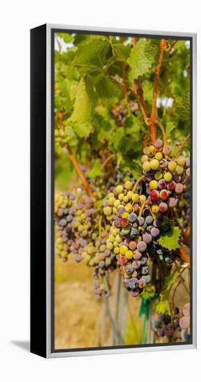 Washington State, Mattawa. Cabernet Franc Grapes-Richard Duval-Framed Premier Image Canvas