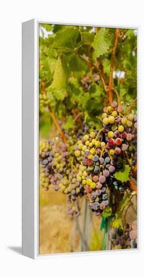 Washington State, Mattawa. Cabernet Franc Grapes-Richard Duval-Framed Premier Image Canvas