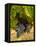 Washington State, Mattawa. Cabernet Franc Grapes-Richard Duval-Framed Premier Image Canvas