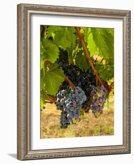 Washington State, Mattawa. Cabernet Franc Grapes-Richard Duval-Framed Photographic Print