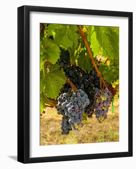 Washington State, Mattawa. Cabernet Franc Grapes-Richard Duval-Framed Photographic Print