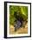 Washington State, Mattawa. Cabernet Franc Grapes-Richard Duval-Framed Photographic Print