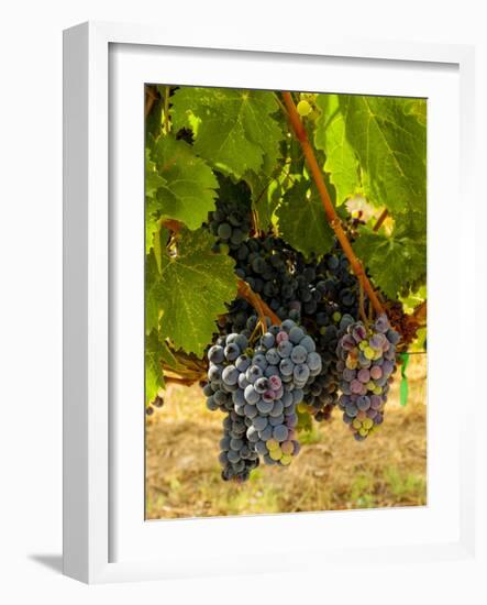 Washington State, Mattawa. Cabernet Franc Grapes-Richard Duval-Framed Photographic Print