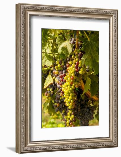 Washington State, Mattawa. Cabernet Franc Grapes-Richard Duval-Framed Photographic Print