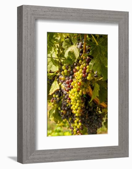 Washington State, Mattawa. Cabernet Franc Grapes-Richard Duval-Framed Photographic Print