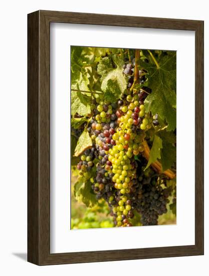 Washington State, Mattawa. Cabernet Franc Grapes-Richard Duval-Framed Photographic Print