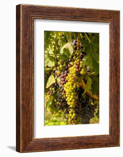 Washington State, Mattawa. Cabernet Franc Grapes-Richard Duval-Framed Photographic Print