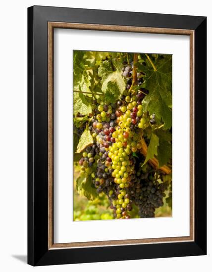 Washington State, Mattawa. Cabernet Franc Grapes-Richard Duval-Framed Photographic Print