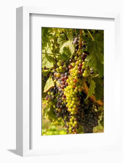 Washington State, Mattawa. Cabernet Franc Grapes-Richard Duval-Framed Photographic Print