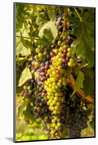 Washington State, Mattawa. Cabernet Franc Grapes-Richard Duval-Mounted Photographic Print