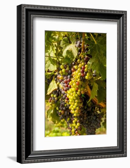 Washington State, Mattawa. Cabernet Franc Grapes-Richard Duval-Framed Photographic Print