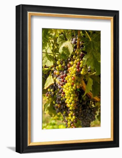 Washington State, Mattawa. Cabernet Franc Grapes-Richard Duval-Framed Photographic Print