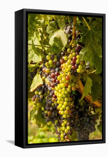 Washington State, Mattawa. Cabernet Franc Grapes-Richard Duval-Framed Premier Image Canvas