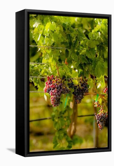 Washington State, Mattawa. Grenache Grapes-Richard Duval-Framed Premier Image Canvas