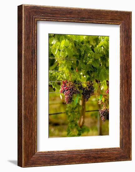 Washington State, Mattawa. Grenache Grapes-Richard Duval-Framed Photographic Print