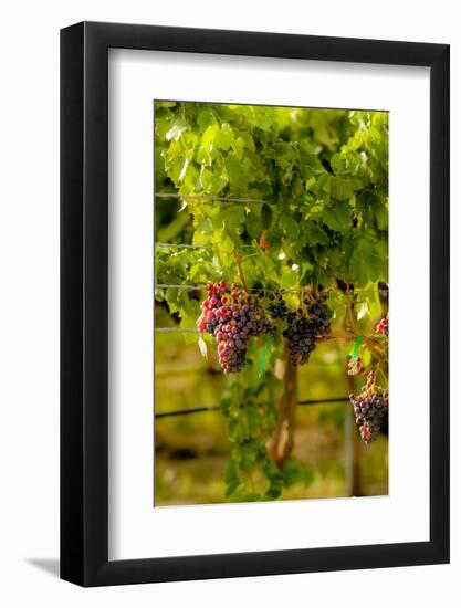 Washington State, Mattawa. Grenache Grapes-Richard Duval-Framed Photographic Print