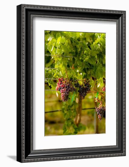 Washington State, Mattawa. Grenache Grapes-Richard Duval-Framed Photographic Print