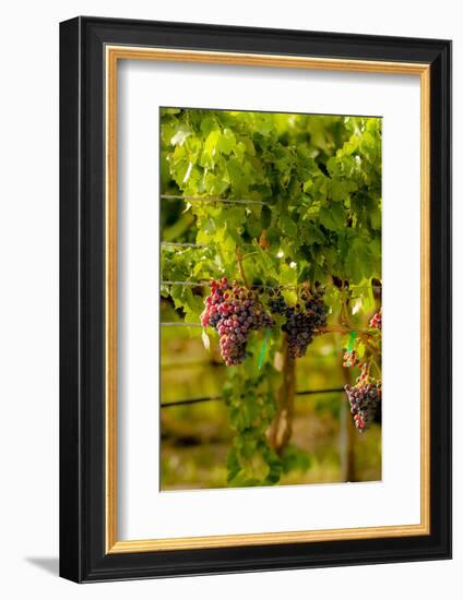 Washington State, Mattawa. Grenache Grapes-Richard Duval-Framed Photographic Print