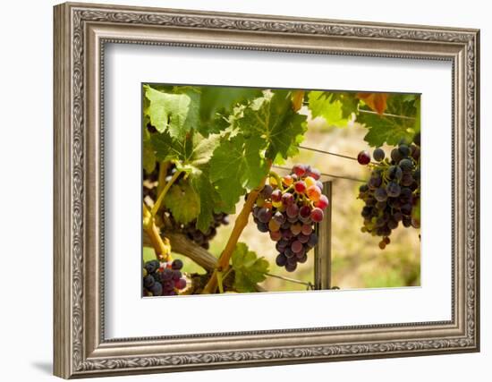 Washington State, Mattawa. Merlot Grapes-Richard Duval-Framed Photographic Print