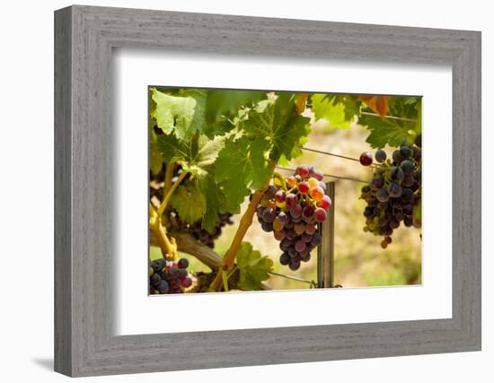 Washington State, Mattawa. Merlot Grapes-Richard Duval-Framed Photographic Print