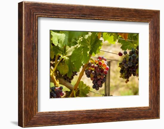 Washington State, Mattawa. Merlot Grapes-Richard Duval-Framed Photographic Print