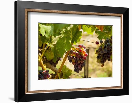 Washington State, Mattawa. Merlot Grapes-Richard Duval-Framed Photographic Print