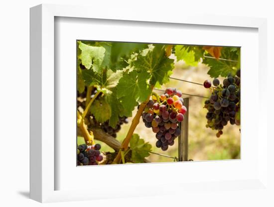 Washington State, Mattawa. Merlot Grapes-Richard Duval-Framed Photographic Print