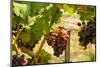 Washington State, Mattawa. Merlot Grapes-Richard Duval-Mounted Photographic Print