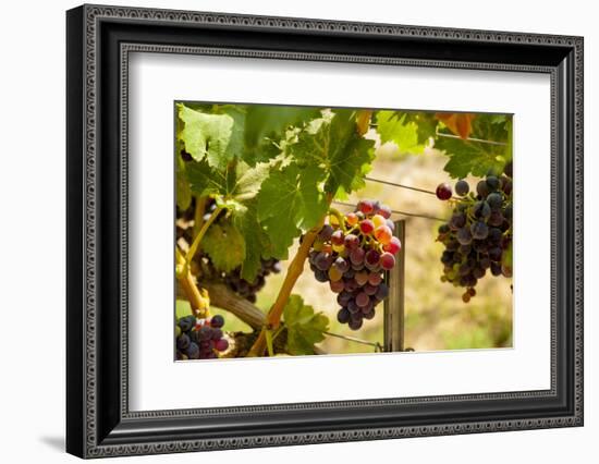 Washington State, Mattawa. Merlot Grapes-Richard Duval-Framed Photographic Print