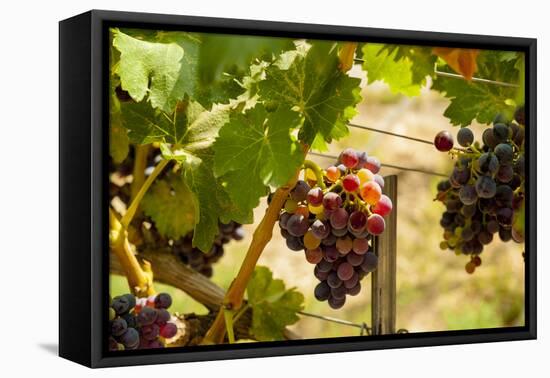 Washington State, Mattawa. Merlot Grapes-Richard Duval-Framed Premier Image Canvas
