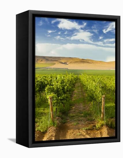 Washington State, Mattawa. Vineyard on the Wahluke Slope-Richard Duval-Framed Premier Image Canvas