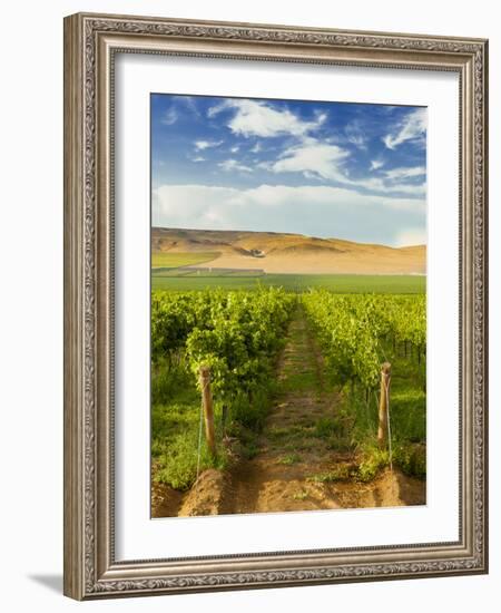 Washington State, Mattawa. Vineyard on the Wahluke Slope-Richard Duval-Framed Photographic Print