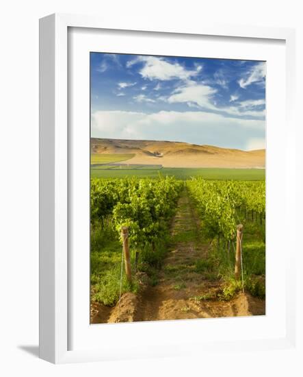 Washington State, Mattawa. Vineyard on the Wahluke Slope-Richard Duval-Framed Photographic Print