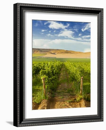 Washington State, Mattawa. Vineyard on the Wahluke Slope-Richard Duval-Framed Photographic Print