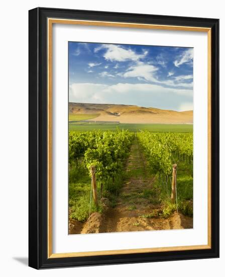 Washington State, Mattawa. Vineyard on the Wahluke Slope-Richard Duval-Framed Photographic Print