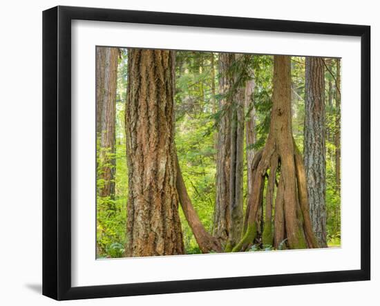 Washington State, Millersylvainia State Park. Odd Shape of Western Red Cedar Tree-Jaynes Gallery-Framed Photographic Print