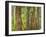Washington State, Millersylvainia State Park. Odd Shape of Western Red Cedar Tree-Jaynes Gallery-Framed Photographic Print