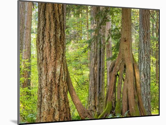 Washington State, Millersylvainia State Park. Odd Shape of Western Red Cedar Tree-Jaynes Gallery-Mounted Photographic Print
