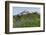 Washington State, Mount Rainier National Park, Mount Rainier and Wildflowers-Jamie & Judy Wild-Framed Photographic Print
