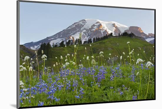 Washington State, Mount Rainier National Park, Mount Rainier and Wildflowers-Jamie & Judy Wild-Mounted Photographic Print