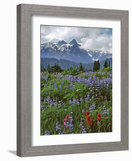 Washington State, Mount Rainier NP. Lupine and Paintbrush in Meadow-Steve Terrill-Framed Photographic Print