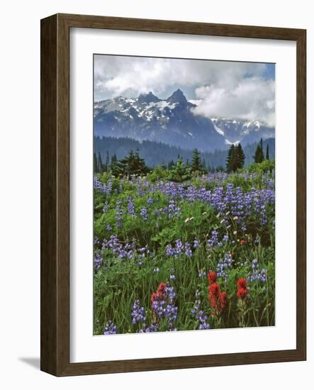 Washington State, Mount Rainier NP. Lupine and Paintbrush in Meadow-Steve Terrill-Framed Photographic Print