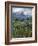 Washington State, Mount Rainier NP. Lupine and Paintbrush in Meadow-Steve Terrill-Framed Photographic Print