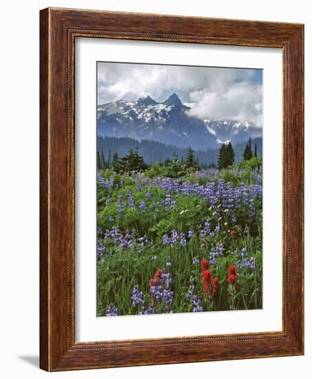 Washington State, Mount Rainier NP. Lupine and Paintbrush in Meadow-Steve Terrill-Framed Photographic Print