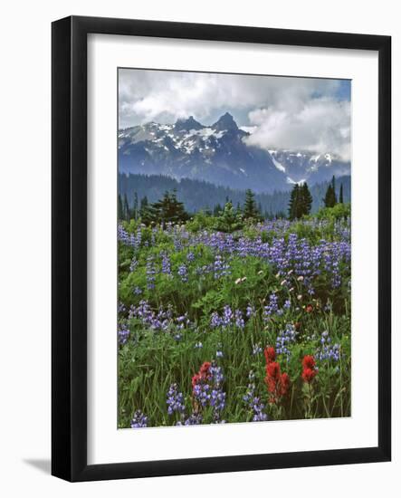 Washington State, Mount Rainier NP. Lupine and Paintbrush in Meadow-Steve Terrill-Framed Photographic Print