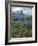 Washington State, Mount Rainier NP. Lupine and Paintbrush in Meadow-Steve Terrill-Framed Photographic Print