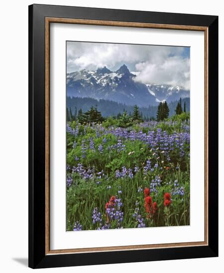 Washington State, Mount Rainier NP. Lupine and Paintbrush in Meadow-Steve Terrill-Framed Photographic Print