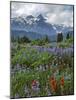 Washington State, Mount Rainier NP. Lupine and Paintbrush in Meadow-Steve Terrill-Mounted Photographic Print